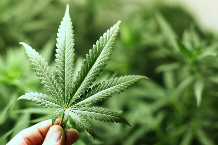 Folha de maconha/Fotografias de Banco de Imagens
