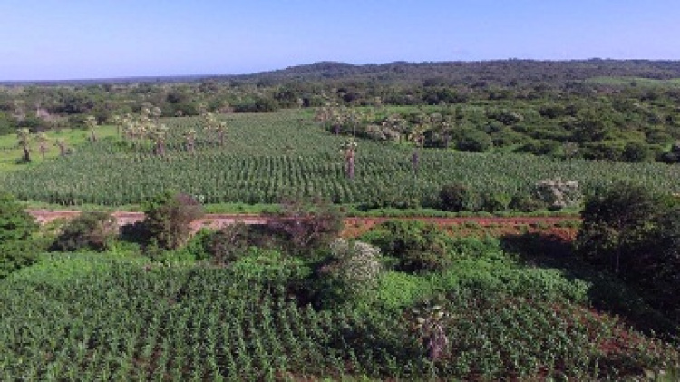 Ação do Poder Executivo Municipal através da agricultura 