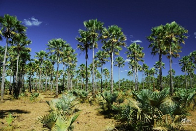 Carnaúba (Copernicia prunifera) é nativa do Brasil